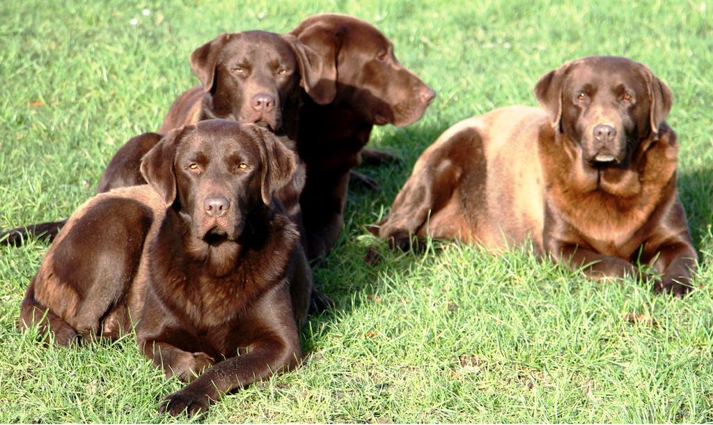 Gite Labradors De Bailly - Giverny Saint-Pierre-la-Garenne Esterno foto